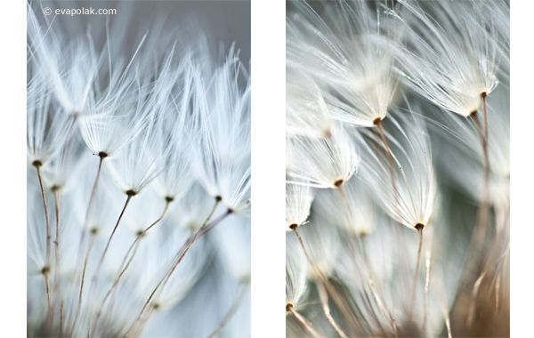 impression of dandelions, abstract